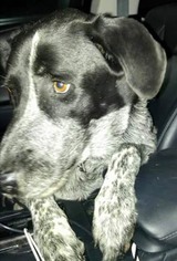 German Shorthaired Pointer-Unknown Mix Dogs for adoption in valley center, CA, USA