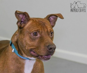 Staffordshire Bull Terrier Dogs for adoption in Troy, IL, USA