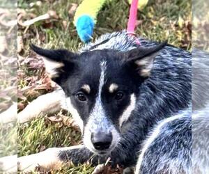 Mutt Dogs for adoption in Yardley, PA, USA