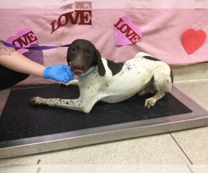 German Shorthaired Pointer Dogs for adoption in Riverside, CA, USA