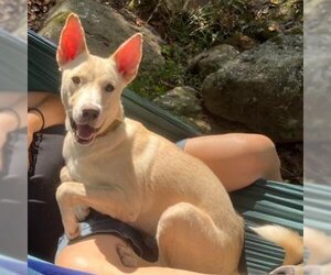 Carolina Dog-Unknown Mix Dogs for adoption in Rutherfordton, NC, USA