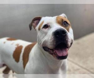 American Pit Bull Terrier-Unknown Mix Dogs for adoption in aurora, IL, USA