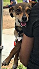 Medium Photo #1 Dachshund-Unknown Mix Puppy For Sale in Tempe, AZ, USA