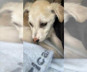 Carolina Dog-Unknown Mix Dogs for adoption in Houston, TX, USA