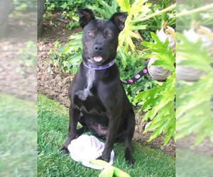 American Staffordshire Terrier-Labrador Retriever Mix Dogs for adoption in Los Angeles, CA, USA