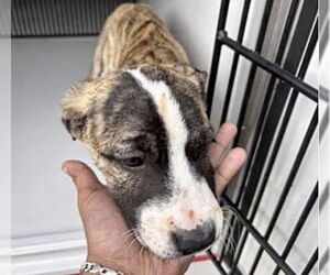 Labrador Retriever-Unknown Mix Dogs for adoption in Houston, TX, USA