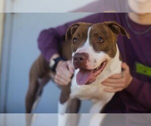 American Pit Bull Terrier-German Shorthaired Pointer Mix Dogs for adoption in Gainesville, FL, USA