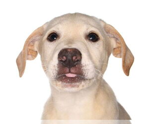 Labrador Retriever Dogs for adoption in Oakland Park, FL, USA
