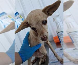 Chihuahua Dogs for adoption in Bakersfield, CA, USA