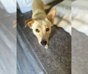 Labrador Retriever-Unknown Mix Dogs for adoption in Dana Point, CA, USA