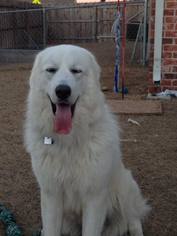 Medium Photo #1 Great Pyrenees Puppy For Sale in Garland, TX, USA