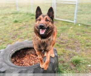 German Shepherd Dog Dogs for adoption in McKinleyville, CA, USA