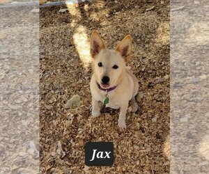 Chiranian Dogs for adoption in Granbury, TX, USA