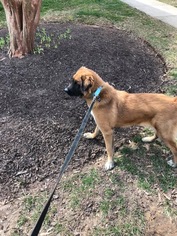 Mutt Dogs for adoption in Silver Spring, MD, USA
