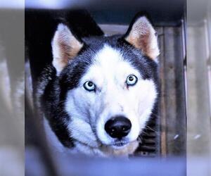 Alaskan Husky Dogs for adoption in San Jacinto, CA, USA