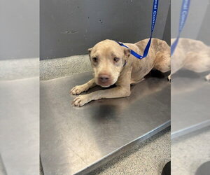 American Staffordshire Terrier Dogs for adoption in Tallahassee, FL, USA