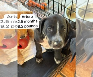 Medium Photo #1 Labsky Puppy For Sale in Virginia Beach, VA, USA