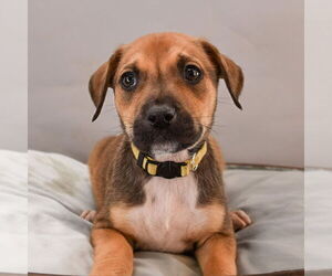 Black Mouth Cur-Plott Hound Mix Dogs for adoption in Sheridan, CO, USA