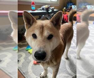 Shiba Inu Dogs for adoption in COLUMBIA, MD, USA