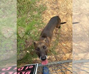 Shepradors Dogs for adoption in Ocala, FL, USA