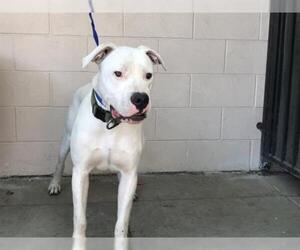 Dogo Argentino Dogs for adoption in pomona, CA, USA