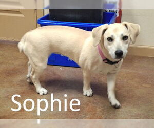 Basset Hound-Unknown Mix Dogs for adoption in Mountain View, AR, USA