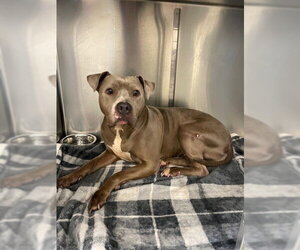 American Pit Bull Terrier Dogs for adoption in Lee's Summit, MO, USA