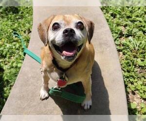 Puggle Dogs for adoption in Radnor, PA, USA
