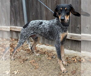 Bluetick Coonhound Dogs for adoption in Great Bend, KS, USA