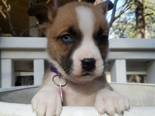 Boxer Dogs for adoption in Rancho Santa Margarita, CA, USA