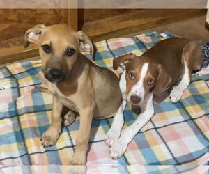 Beagle-Unknown Mix Dogs for adoption in Acworth, GA, USA