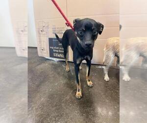 American Rat Pinscher Dogs for adoption in McKinney, TX, USA