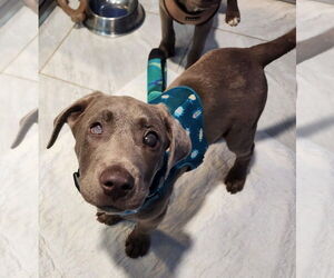 Labmaraner Dogs for adoption in Walnutport, PA, USA