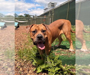 Bulldog-Unknown Mix Dogs for adoption in Waterford, VA, USA