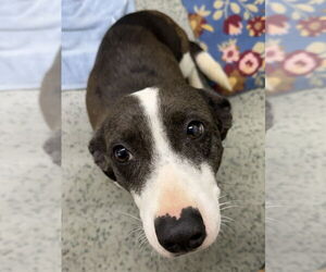 Basset Hound-Unknown Mix Dogs for adoption in Osgood, IN, USA