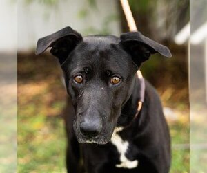 Labrador Retriever-Unknown Mix Dogs for adoption in Sugar Land, TX, USA