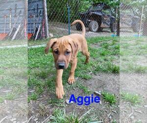 Labrador Retriever-Unknown Mix Dogs for adoption in Mechanicsburg, PA, USA