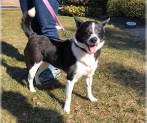 Border Collie Dogs for adoption in Southampton, NY, USA