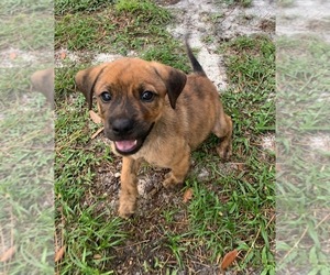 Small Labrador Retriever-Plott Hound Mix