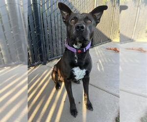 Australian Kelpie-Unknown Mix Dogs for adoption in Elk Grove, CA, USA