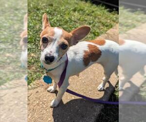 Chihuahua Dogs for adoption in Plano, TX, USA