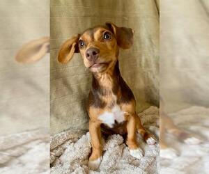 Dachshund-Unknown Mix Dogs for adoption in Murfreesboro, NC, USA