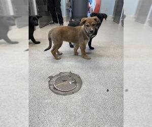 German Shepherd Dog-Unknown Mix Dogs for adoption in Tallahassee, FL, USA