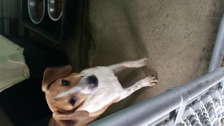 Jack Russell Terrier-Unknown Mix Dogs for adoption in Pembroke, GA, USA