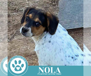 Beagle-Pointer Mix Dogs for adoption in Kimberton, PA, USA
