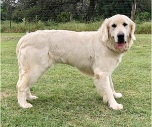 Golden Retriever Dogs for adoption in PIPE CREEK, TX, USA