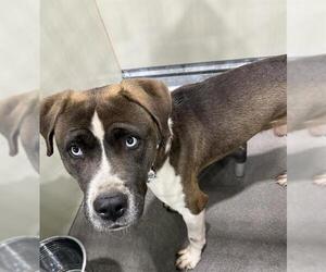 Lakeland Terrier-Siberian Husky Mix Dogs for adoption in Forestville, MD, USA