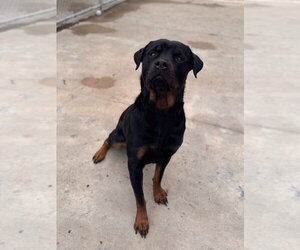 Rottweiler Dogs for adoption in Muskegon, MI, USA