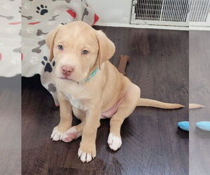 Labrenees Dogs for adoption in Des Moines, IA, USA