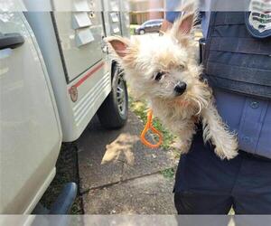 Mutt Dogs for adoption in Houston, TX, USA